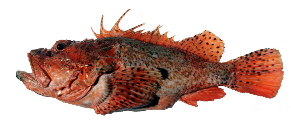 Scorpaena scrofa_03.jpg